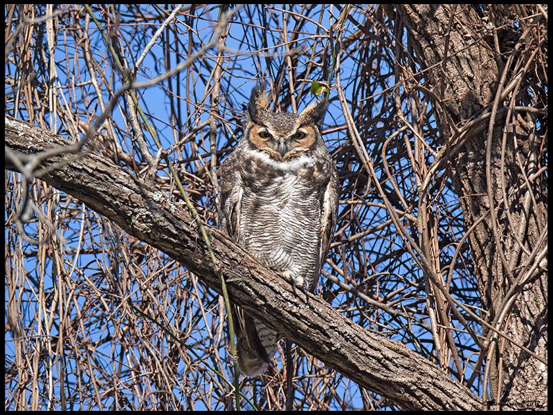 _8SB7334 great-horned owl female.jpg